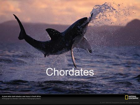 Chordates. A chordate (Phylum Chordata) is an animal that has, for at least some stage of its life, a dorsal, hollow nerve cord; a notochord; pharyngeal.