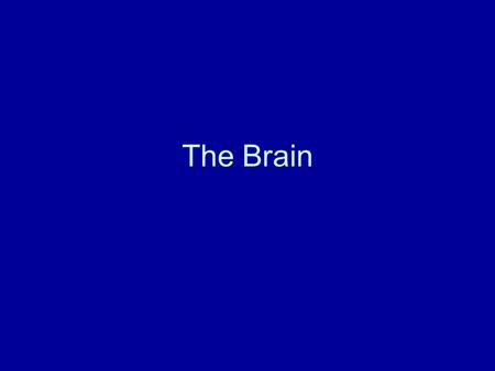 The Brain. The Triune Brain Triune Brain Theory Three brains in one Each layer / brain developed in response to evolutionary need Reptilian / Old brain.