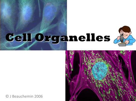 Cell Organelles © J Beauchemin 2006. Cell Organelles Organelle= “little organ” All the stuff in between the organelles is cytosol Everything in a cell.