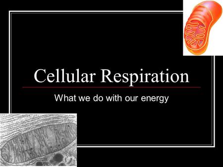 Cellular Respiration What we do with our energy.