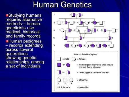 Human Genetics Studying humans requires alternative methods – human geneticists use medical, historical and family records Human pedigrees – records extending.