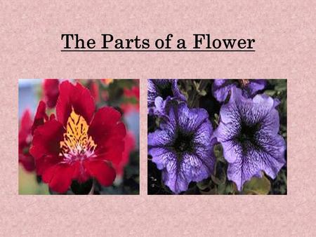The Parts of a Flower. Why are There Flowers? There are flowers so that seeds can be made. The bright colored flowers and its scent act as a lure to small.