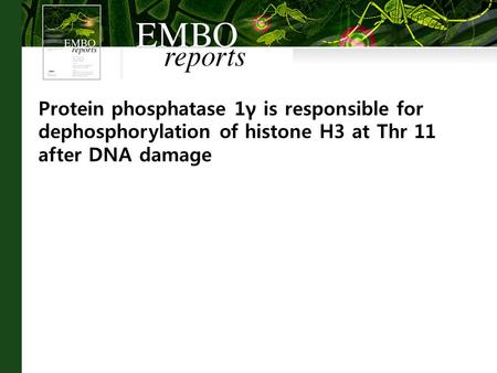 Protein phosphatase 1γ is responsible for dephosphorylation of histone H3 at Thr 11 after DNA damage.