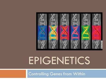 EPIGENETICS Controlling Genes from Within. Epigenetics  Literally means “above the genome”  Chemical “tags” present ON gene can switch gene “ON” or.