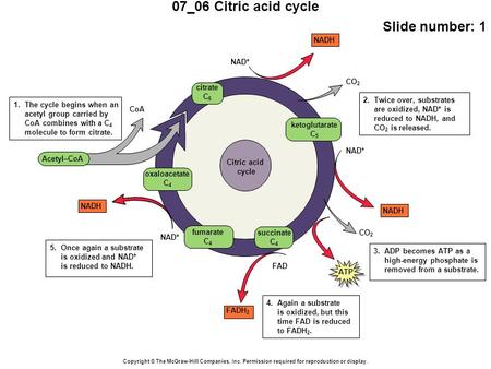 07_06 Citric acid cycle Slide number: 1 Copyright © The McGraw-Hill Companies, Inc. Permission required for reproduction or display. Once again a substrate.
