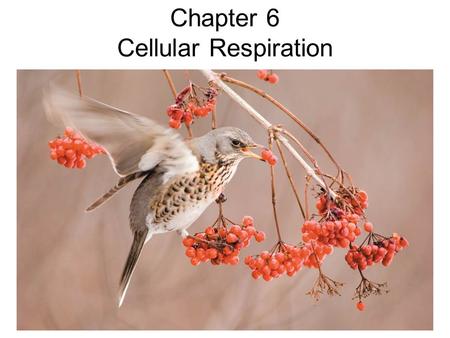 Chapter 6 Cellular Respiration. Outline Day 1 –Energy Flow and Carbon Cycling –Overview of Energy Metabolism –Redox Reactions –Electrons and Role of Oxygen.