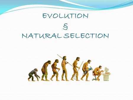 EVOLUTION & NATURAL SELECTION. Starter Natural selection recap Can you remember natural selection from AS? Outline the process of natural selection.