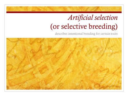 Artificial selection (or selective breeding) describes intentional breeding for certain traits.