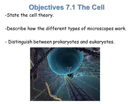 Objectives 7.1 The Cell -State the cell theory. -Describe how the different types of microscopes work. - Distinguish between prokaryotes and eukaryotes.