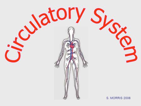 Circulatory System S. MORRIS 2006.
