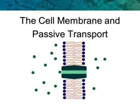 The Cell Membrane and Passive Transport The Cell Membrane made of two phospholipid layers made of two phospholipid layers The cell membrane has two major.