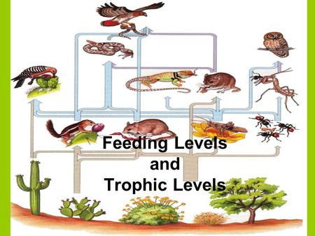 Feeding Levels and Trophic Levels. Trophic level refers to the organisms position in the food chain 1 st trophic level = autotrophs, producers(plants,