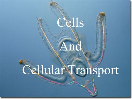 Cells And Cellular Transport. Where does the name “cell” come from?  “Cells” were named by Englishman Robert Hooke in 1665.  He observed that cork wood.