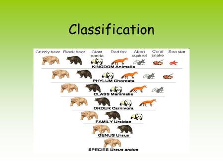 Classification. What is Classification? Grouping things according to similarities Taxonomy science of classifying living things Scientists classify organisms.