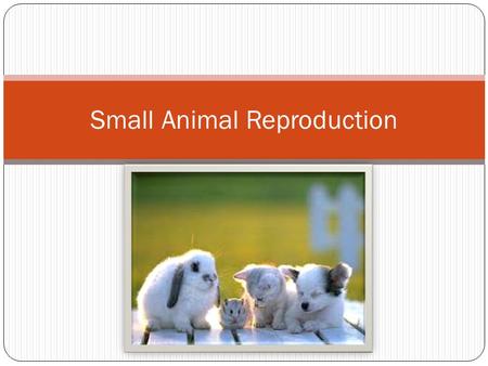 Small Animal Reproduction. What is reproduction? Sexual Reproduction is the union of egg and sperm to produce a new animal Two parents required  male.