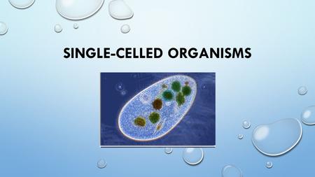 SINGLE-CELLED ORGANISMS. WHAT IS A SINGLE-CELLED ORGANISM? AN ORGANISM WHERE ALL THE LIFE PROCESSES ARE CARRIED OUT IN A SINGLE-CELL. BACTERIA ARE THE.