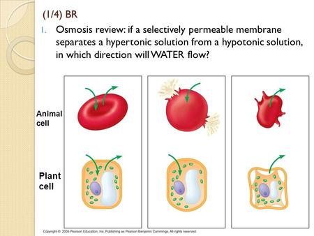 (1/4) BR Osmosis review: if a selectively permeable membrane separates a hypertonic solution from a hypotonic solution, in which direction will WATER.