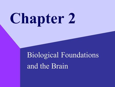 Chapter 2 Biological Foundations and the Brain. Copyright © 1999 by The McGraw-Hill Companies, Inc. 2 The Genetic Perspective Chromosomes threadlike structures.