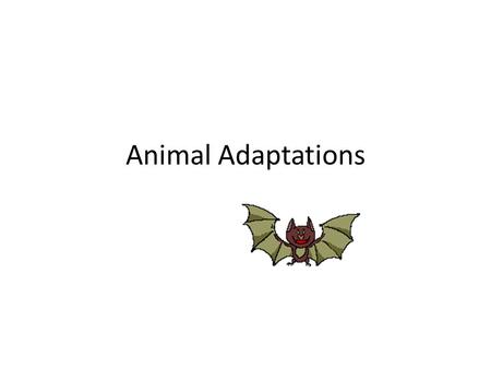 Animal Adaptations. Types of Adaptation Anything that helps an organism survive in its environment is an adaptation. It also refers to the ability of.