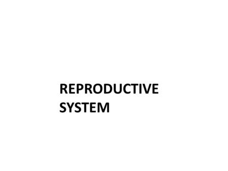 REPRODUCTIVE SYSTEM. What is the main function of the male reproductive system? To produce ______________ (sperm) by meiosis To deliver ____________ To.