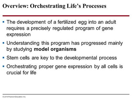 © 2014 Pearson Education, Inc. Overview: Orchestrating Life’s Processes  The development of a fertilized egg into an adult requires a precisely regulated.