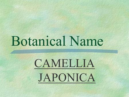 Botanical Name CAMELLIA JAPONICA PRONUNCIATION  ka - MEAL- yah jah - PON - ih- kah.