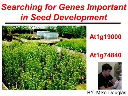 Searching for Genes Important in Seed Development At1g19000 At1g74840 BY: Mike Douglas.