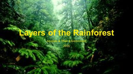Layers of the Rainforest Animals & Their Environment 2016.