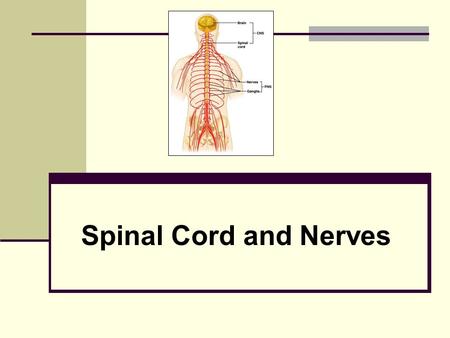 Spinal Cord and Nerves. The Nervous System Coordinates the activity of muscles, organs, senses, and actions Made up of nervous tissue Has 3 main functions: