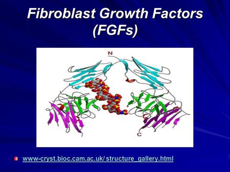 Fibroblast Growth Factors (FGFs)