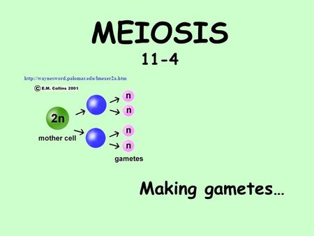 MEIOSIS 11-4 Making gametes…