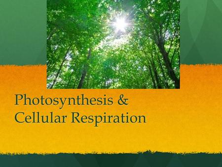 Photosynthesis & Cellular Respiration. Photosynthesis The process by which a cell captures energy in sunlight and uses it to make food. The process by.
