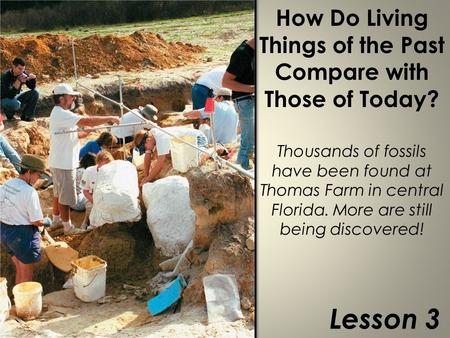 How Do Living Things of the Past Compare with Those of Today? Thousands of fossils have been found at Thomas Farm in central Florida. More are still being.
