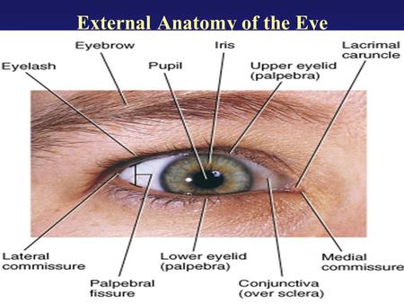 External Anatomy of the Eye