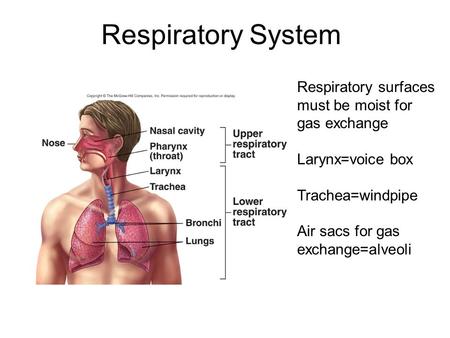 Respiratory System Respiratory surfaces must be moist for gas exchange Larynx=voice box Trachea=windpipe Air sacs for gas exchange=alveoli.