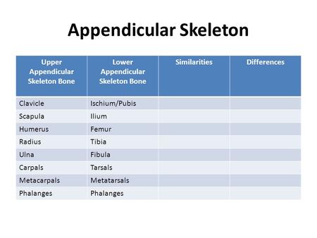 Appendicular Skeleton Upper Appendicular Skeleton Bone Lower Appendicular Skeleton Bone SimilaritiesDifferences ClavicleIschium/Pubis ScapulaIlium HumerusFemur.