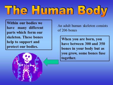 Within our bodies we have many different parts which form our skeleton. These bones help to support and protect our bodies. When you are born, you have.