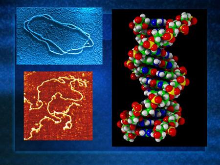 DNA: The Code of Life Biology I. What is DNA? DNA stores our genetic code in the nucleus the information is passed from one generation to the next (from.