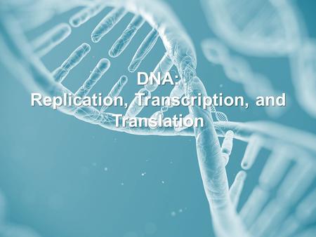 DNA: Replication, Transcription, and Translation.