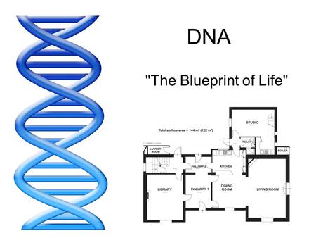 DNA The Blueprint of Life.