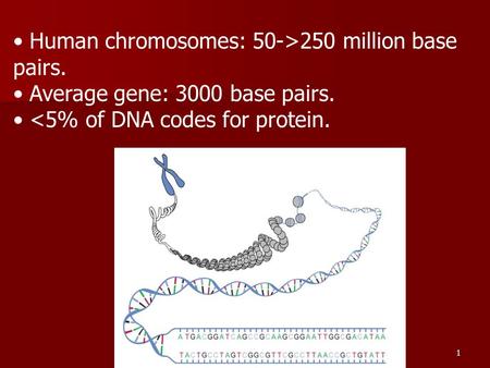 1 Human chromosomes: 50->250 million base pairs. Average gene: 3000 base pairs. 