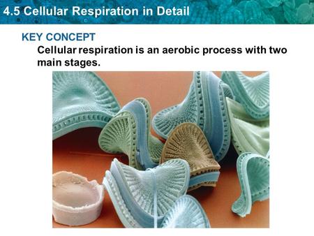 4.5 Cellular Respiration in Detail KEY CONCEPT Cellular respiration is an aerobic process with two main stages.