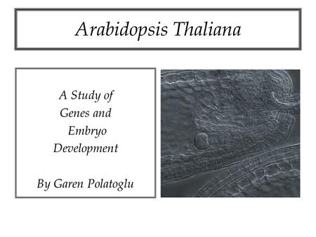 Arabidopsis Thaliana A Study of Genes and Embryo Development By Garen Polatoglu.