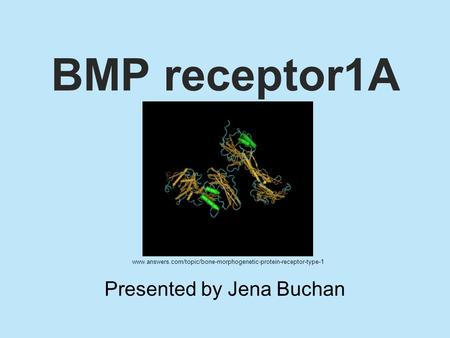 BMP receptor1A Presented by Jena Buchan www.answers.com/topic/bone-morphogenetic-protein-receptor-type-1.