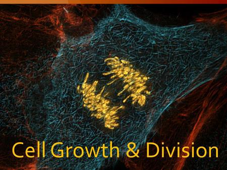 Cell Growth & Division. Limits to cell growth 10-1 Cell Growth.