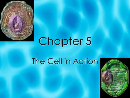 Chapter 5 The Cell in Action. Section 1: Exchange with the Environment  A cell must be able to obtain energy and raw materials and get rid of wastes.