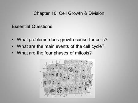 Chapter 10: Cell Growth & Division Essential Questions: What problems does growth cause for cells? What are the main events of the cell cycle? What are.