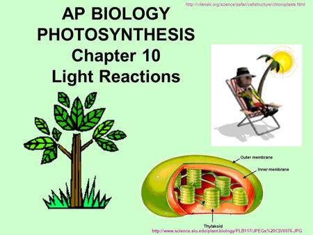 AP BIOLOGY PHOTOSYNTHESIS Chapter 10 Light Reactions