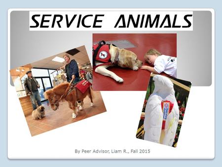 By Peer Advisor, Liam R., Fall 2015. What is a Service Animal? Service animals are animals that are trained to assist people with disabilities; they provide.