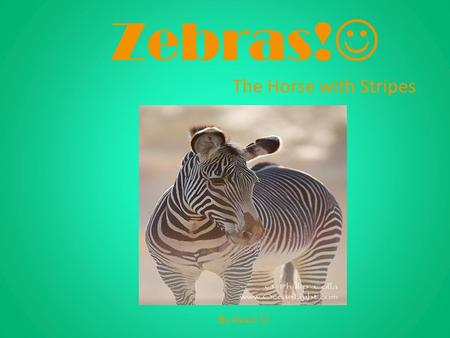 Zebras! The Horse with Stripes By Ava.C .